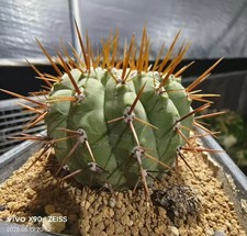 Copiapoa columna-alba WYSIWYG Self Rooted# picture