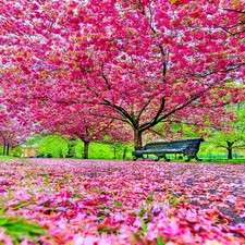 JAPANESE SAKURA CHERRY BLOSSOM TREE SEEDS (Prunus sargentii) Hardy Flower Plant picture