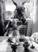 Cute THINKING OF YOU Card, Young Girl Feed Horse in Window by Avanti + Envelope picture