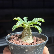 1PCS 2-3cm Cactis Live Dorstenia Lavrani Caudex Cactis Garden Rare Planting picture