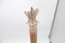 Sarracenia - Leucophylla (Escambia, FL) - Clone I picture