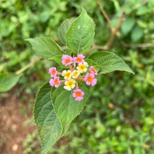 Exotic Lantana Camara Leaves Dried Shrub Verbena hebal Tea 100% Organic NON-GMO picture