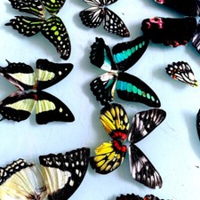 NEW 100pcs Assorted Real Butterfly Wings – DIY Specimen Decor for Crafts & Home picture