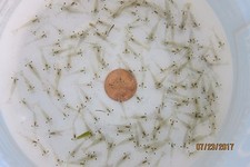 50+ Live Freshwater Ghost Shrimp;  FedEx Air -cold weather no problem picture