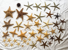Vintage Real Dried Starfish Taxidermy Specimen Lot of 40+ Horned Blue Knobby picture