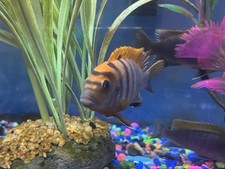 Young African Cichlids (Swedish Red Top Hongi-Approx 2 Inch) - 4 Pack picture
