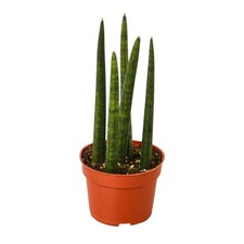 Snake Plant Cylindrica | Live Plant for Indoor & Outdoor picture