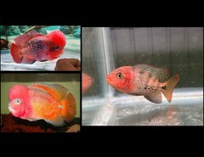Premium Flowerhorn - Kamfa F0 Super High Quality - Size 3.5 Inch - For Breeding picture