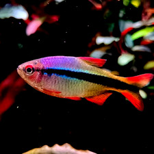 6 Imperial Lapis Tetra TANK BRED HIGH QUALITY RARE TETRA FISH picture