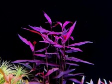 3 Stems persicaria sao paulo Live Aquarium Plants FREE S/H Rare Gorgeous picture