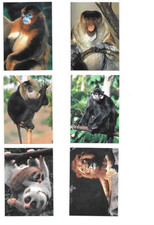 1993 San Diego Zoo Animals of the Wild Trading Cards / Choose / bx23 picture