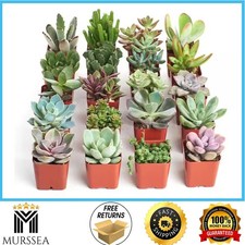 Shop Succulents 2 in Unique Succulent Collection Live House Plants 20-Pack U20 picture