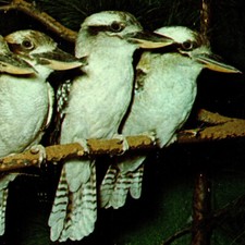 Vintage 1960s Laughing Kookaburra Bushman's Clock Catskill Game Farm Postcard NY picture