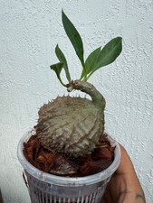 Ant Plant Myrmecodia SP Banten Rare Caudex US Seller🇺🇸 picture