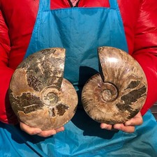 2PCS 4.2LB Polishing of Natural Conch Specimens from Madagascar 3181 picture