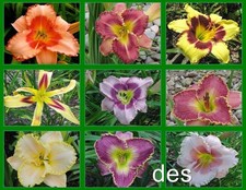 10 MIXED Hybrid  DAYLILY  Plants ~ ALL  Different  ~ Perennials Daylilies picture