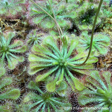 Spoon-Leaf Sundew (Drosera spatulata), Seed-grown. Carnivorous plant picture