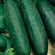 Marketmore 76 Cucumber Seeds, NON-GMO Heirloom Cucumber Seeds,  picture