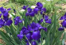 Iris Fresh Bearded Iris Rhizomes Mixed Varieties 20 Rhizomes picture