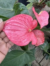 Anthurium XL Large Plant Blooms Pink picture