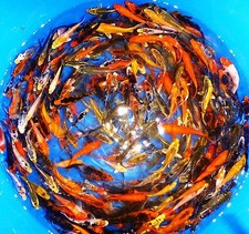 75-Lot Assorted 2”-4” live koi Standard fin Live koi fish variety lot PKF picture