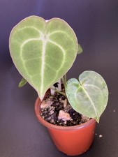 Anthurium King Clarinervium G1 Green Label Release picture