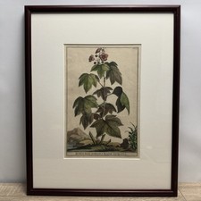 1696 ABRAHAM MUNTING Antique Botanical Engraving Rubus Non Spinosus Framed 17x21 picture