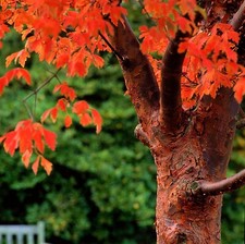 Paperbark Maple Tree Seeds for Planting Stunning Peeling Cinnamon Colored Bark picture