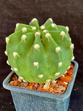 Echinopsis subdenudatum cv. Fuzzy Naval, cactus plant picture
