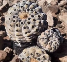 SeedGrown Copiapoa Cinerea Inermis Spineless WYSIWYG Choose 1 from 3 specimens picture