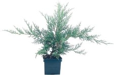 Juniper Angelica Blue | 4 Inch | Juniperus chinensis | Groundcover | Plant picture