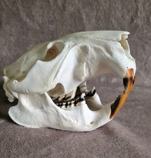 BEAVER SKULL with all tooth/Taxidermy/Decor/Hunting trophy/Collection and more picture