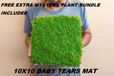 10X10 Dwarf Baby tears Hemianthus Callitrichoides cuba mat aquarium planted tank picture