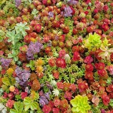 100+ MIXED SEDUM SEEDS - Stonecrop beautiful Succulent groundcover USA  picture