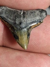 Rare Suwannee River Stunning Bull Sharks Tooth AMAZING COLORS picture
