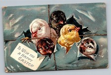 1909 Tuck's Easter Chicks Postcard - Poughkeepsie NY to Mount Ross picture