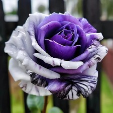 20pcs Rare Rose 'Firebird' Seeds - Non-GMO Heirloom Variety picture