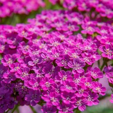 Cerise Queen Yarrow Seeds | Heirloom | | Flower Seeds | 1268 picture