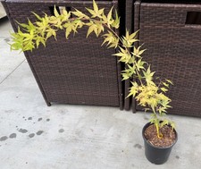 Marmalade  Japanese Maple Tree picture