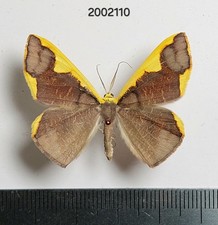 Geometridae Plutodes sp.    #2110 NORTH THAILAND picture