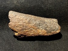 Triceratops Rib bone Section Fossil picture