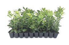 Ilex Nellie Holly | 40 Live 2 Inch Plants | Ilex stevensii | Evergreen Privacy picture