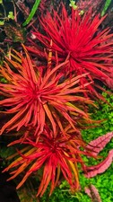 3 Stems Ludwigia Inclinata 'Meta' - Submersed Grown Aquarium Plant picture