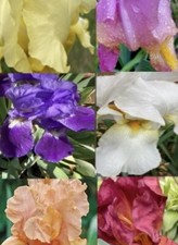 Five 5 Live Mixed Tall Bearded Iris Irises Live Bulbs Plants Rhizomes Trimmed picture