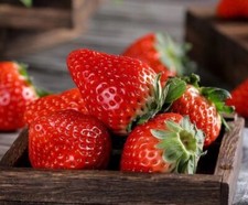 100+Red Strawberry Seeds Big Flesh Fruit Perennial Container Garden USA picture