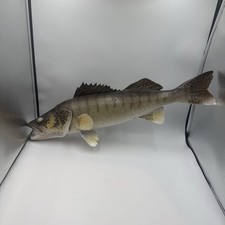 Vintage Walleye Taxidermy Fish Skin Mount 24”  Fish Cabin Lodge Decor picture