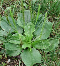 1000+ Organic Broadleaf Plantain Seeds ~ Plantago major *Free US shipping* picture