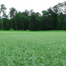 Premium Bermuda Grass Seed unhulled w/moisture retaining coating 70,000 seeds picture