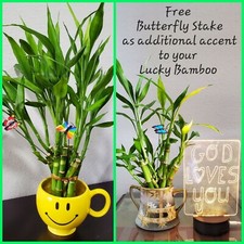 5 Lucky Bamboo 4 inches Plants, Free Upgrade, Ideal GIFT, FREE Butterfly Stake picture