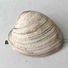 Large 7.5” Quahog Clam Shell Natural Vintage Weathered Coastal Beach Decor picture